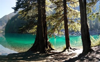 forest, british columbia, lake lindeman, canada, summer, mountains, lindeman lake
