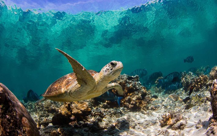 la tortue, le récif de corail du monde sous-marin, vague