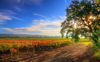 healdsburg, summer, usa, the vineyard, sunset, california