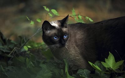 Siyam kedi, çimen, kedi, Siyam kedisi