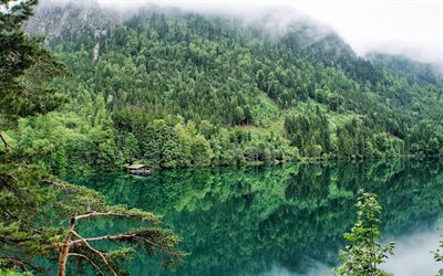 sjön, skogen, dimman, bayern, hohenschwangau, tyskland