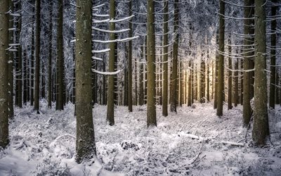 الغابات, baiersbronn, بادن فورتمبيرغ, الشتاء, ألمانيا