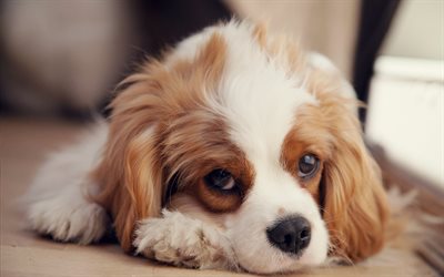 dogs, puppy, sadness