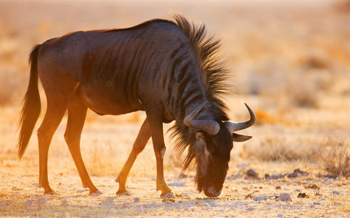 牧草地, wildebeest
