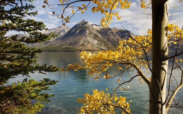 alberta, montagne, autunno, canada, lago minnewanka, la betulla, il lago minnewanka