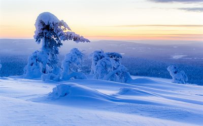 solnedgång, lappland, vinter, finland, drivor, skog