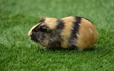 guinea pig, grass, weirdo