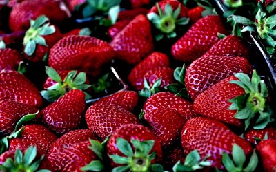 fruit, strawberry, berries, macro, strawberries