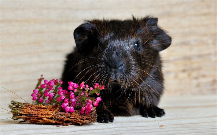 guinea pig, flowers, animal