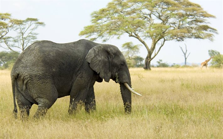 elephant, savannah, africa