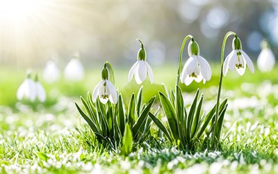 schneeglöckchen, frühling wilde blumen, frühling, morgen, hintergrund mit schneeglöckchen, frühlingsblumen