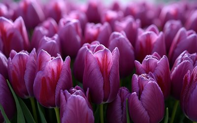 Dark purple tulips, 4K, spring flowers, tulip bouquet, dark purple tulip buds, bouquet of purple tulips, spring