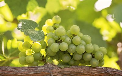 white grapes, berries, grapes, harvest