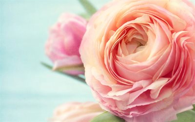 ローズピンク, バラ, ピンクの花, rose bud