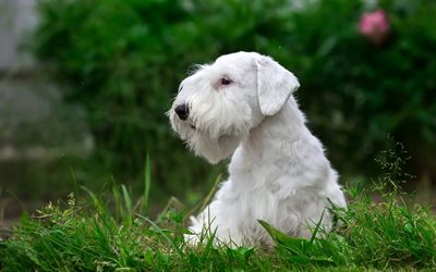 Sealyham Terrier, beyaz köpek, çim, köpekler