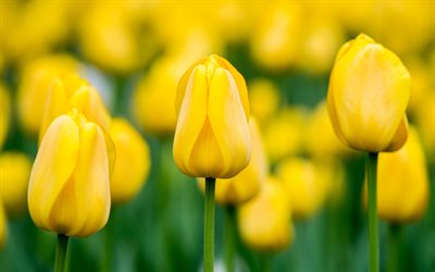 tulipes jaunes, fleurs sauvages jaunes, contexte avec tulipes jaunes, printemps, tulipes, belles fleurs