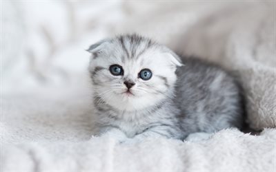 Scottish Fold kitten, 4k, blue eyes, gray cat, pets, breed of domestic cats, kittens, cute animals, Scottish Fold cat, cats, domestic cats, Scottish Fold