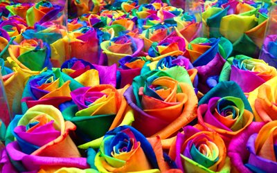 カラフルなバラ, 4k, マクロ, 花束, カラフルな花, バラ, 閉じる, 美しい花, バラの背景, カラフルな芽, レインボーローズ