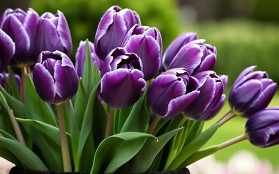 4k, الزنبق البنفسجي, خوخه, عن قرب, زهور الربيع, باقة من زهور التوليب, براعم, زهور جميلة, ربيع, الخلفية مع زهور التوليب, زهور البنفسج, براعم البنفسج, زهور التوليب