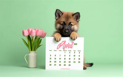 kalender april 2026, 4k, kleiner deutscher schäferhund, 3d tulpen, deutscher schäferhund mit kalender, april kalender, konzepte für 2026, april kalender 2026, hunde, strauß rosa tulpen