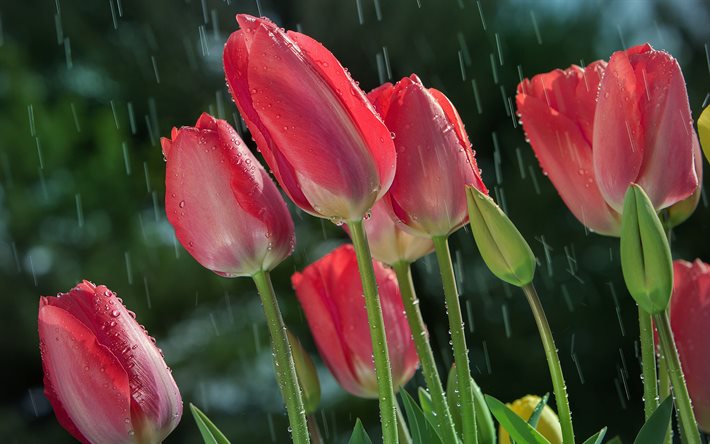 tulipas cor de rosa, primavera, orvalho, gotas de água