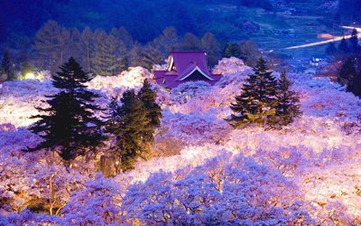 Giappone, primavera, fioritura, sakura, notte, parco