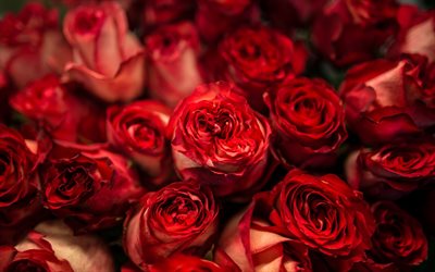 rote rosen, großen roten blumenstrauß, rosenknospen, romantik, abend, rote blumen, rosen