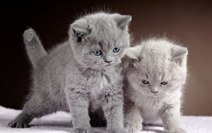 brittiska korthåriga kattungar, familj, huskatter, grå katt, kattungar, söta djur, brittisk korthårskatt