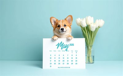 calendrier de mai 2026, 4k, petit corgi, calendrier mai 2026, chien avec calendrier, corgi mignon, calendriers de mai, concepts 2026, fond bleu, tulipes blanches, corgi