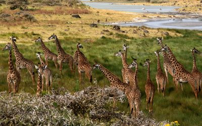 giraffer, prärie, afrika, flock, savann