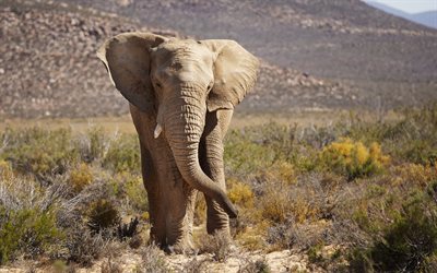 afrikkalainen norsu, savanni, villieläimet, etelä-afrikka, loxodonta, kuvia norsulla, norsuja, afrikka, norsu