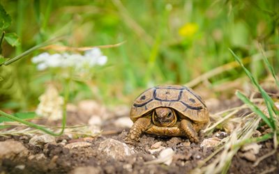 turtle in the grass, Testudines, green grass, turtles, reptiles, wildlife, turtle