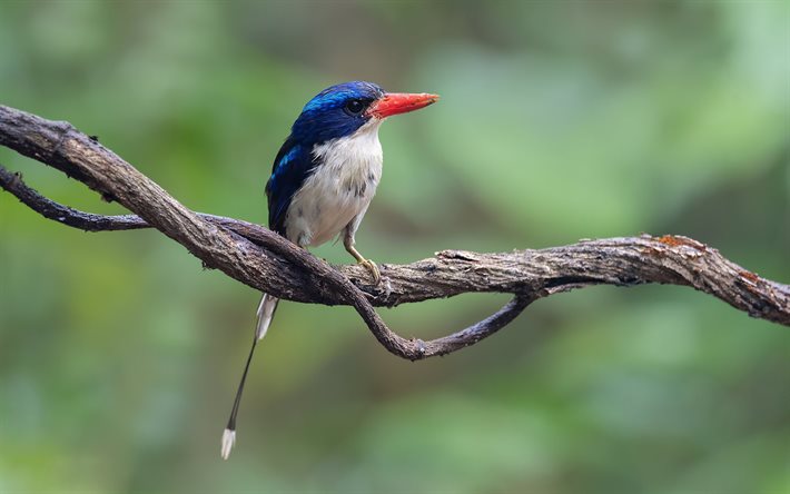 Kingfisher, wildlife, exotic birds, bokeh, Alcedinidae, bird on branch, blue birds, pictures with birds