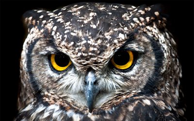 Eagle-owl, bokeh, wildlife, predators, Bubo bubo, predatory birds, owl, predatory look, owls