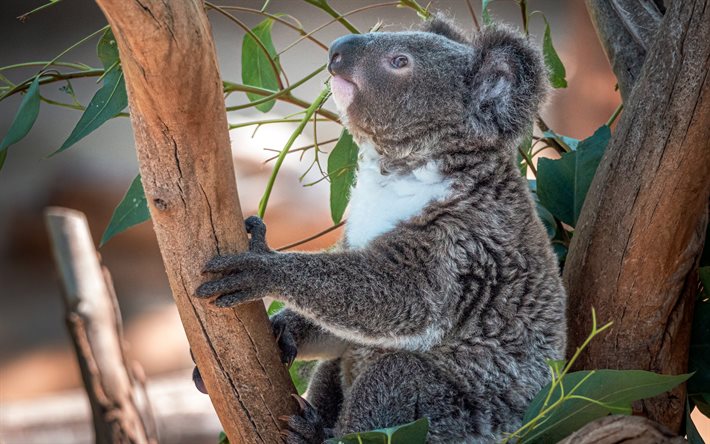 koala, animaux mignons, eucalyptus, bokeh, phascolarctos cinereus, koala sur une branche, faune