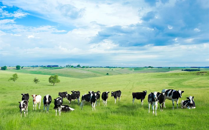 mucche, campo, prato, estate