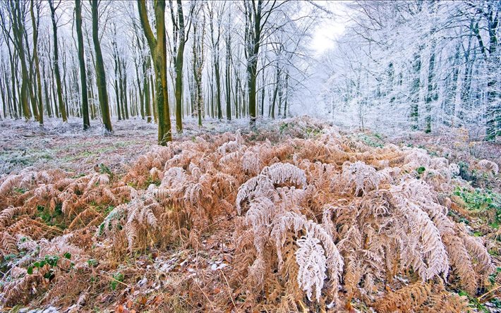 frost, nature, forest, early winter