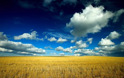 le blé, le paysage, les nuages, le ciel, les champs, les oreilles