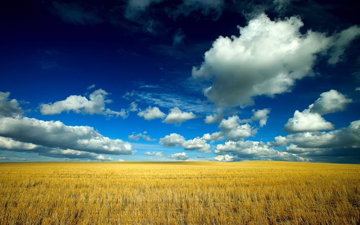 buğday, manzara, bulutlar, gökyüzü, alan, kulaklar