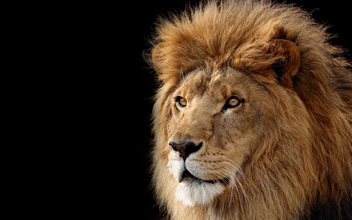león, bestia, depredador