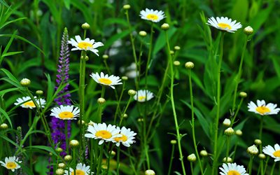 las plantas, las flores, la manzanilla, la macro