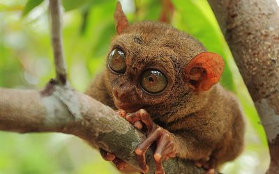 animal, tarsier, branch, the philippine tarsier, syrichta, carlito syrichta