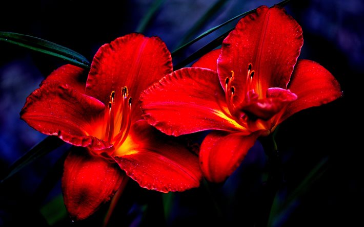 lily, flowers, red, lilium