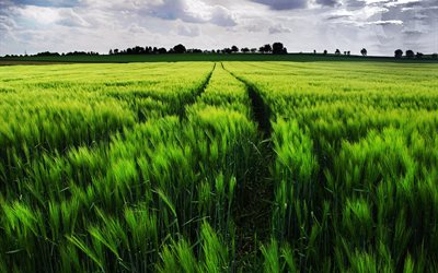 paysage, les oreilles, le champ de blé