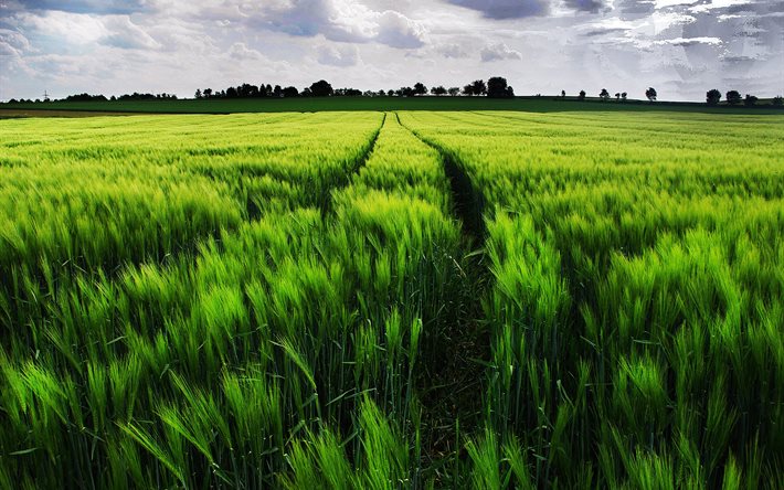 landscape, ears, field, wheat