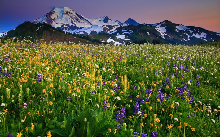 野の花, alpenglow, ワシントン