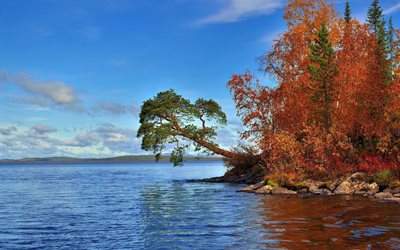 sjön, hösten, trädet, stranden