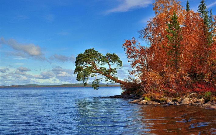 sjön, hösten, trädet, stranden