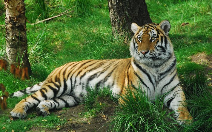 tiger, best, rovdjur