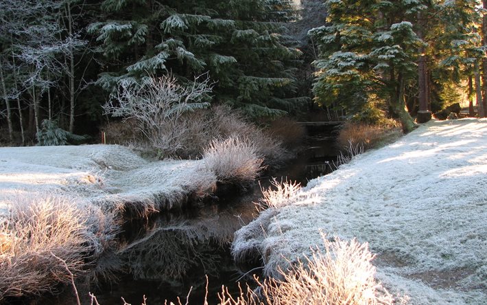 the river, frost, trees, forest, landscape